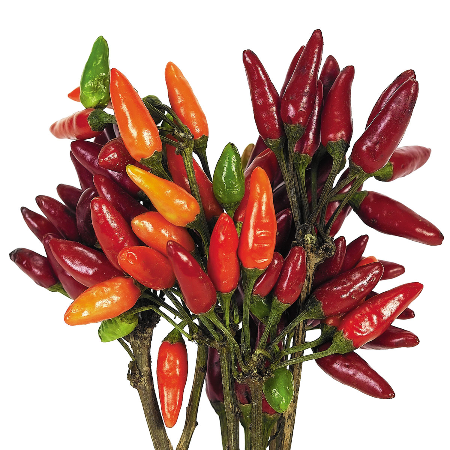 Hörnecke RSG 6 Nachfüller TW 1000 Pepper Gel